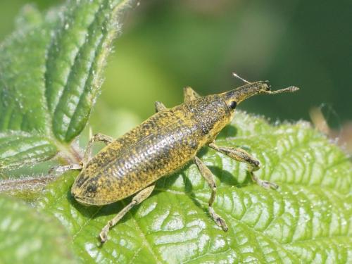 Réf. 206 029 : Lixus pulverulentus