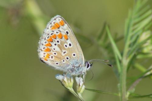 Aricia agestis