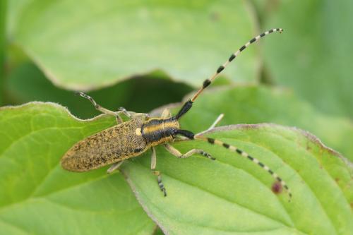 Réf. 206 938 : Agapanthia dahli