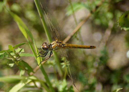 Réf. 206 365 : Sympetrum fonscolombii