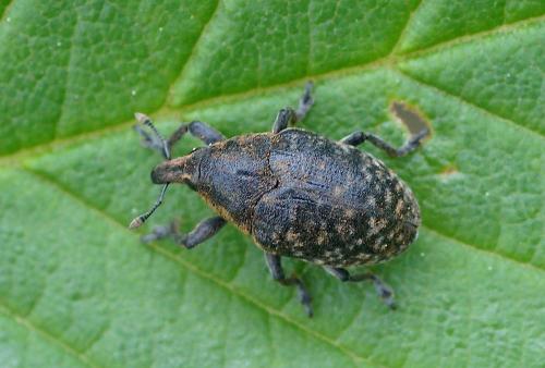 Réf. 206 895 : Larinus turbinatus
