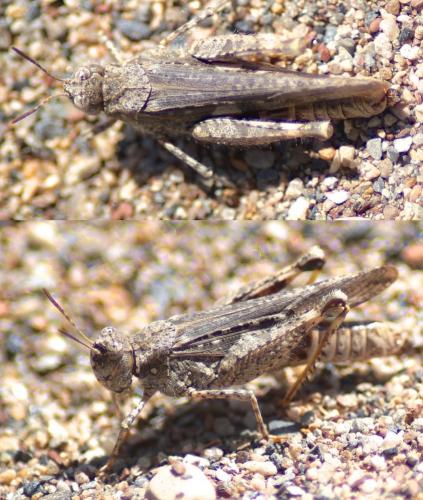Réf. 206 676 : Acrotylus insubricus insubricus
