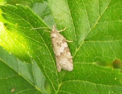 Cnephasia sp.