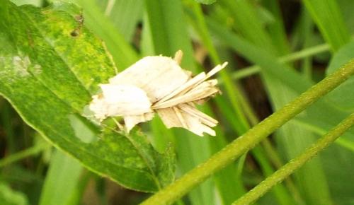 Réf. 206 433 : Canephora hirsuta