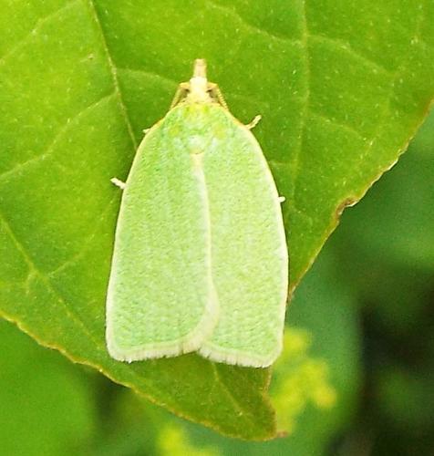 Réf. 206 434 : Tortrix viridana