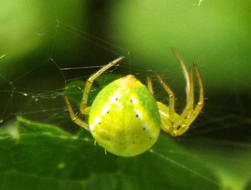 Araniella sp.