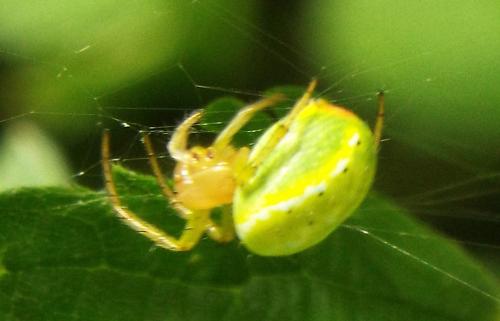 Araniella sp.