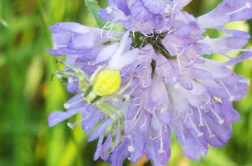 Misumena vatia