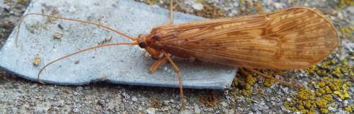Réf. 206 349 : Halesus sp.