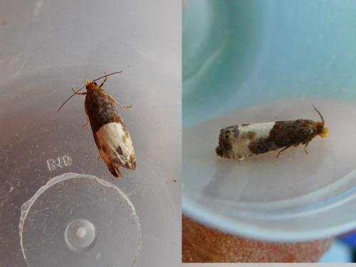 Notocelia cynosbatella