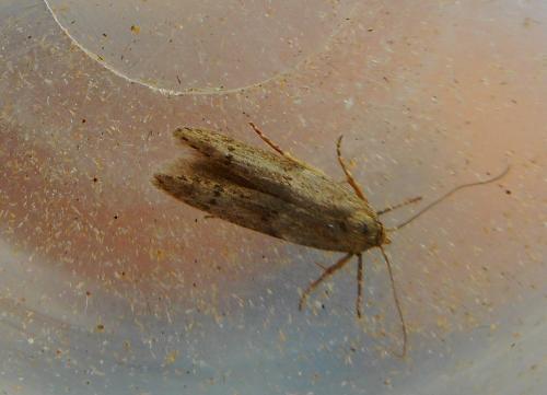Réf. 206 463 : Blastobasis phycidella