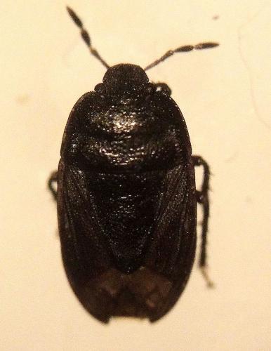 Réf. 206 220 : Ochetostethus nanus