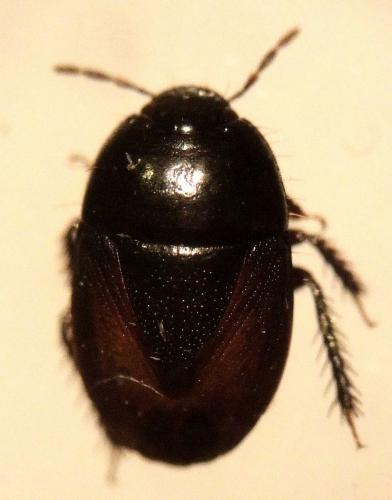 Réf. 206 221 : Geotomus sp.