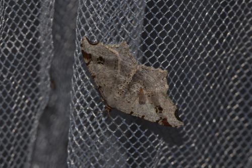 Macaria alternata