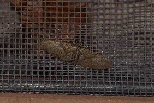 Eupithecia abbreviata