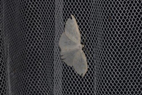 Réf. 206 323 : Cabera exanthemata