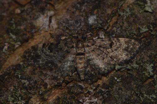 Réf. 206 236 : Eupithecia tantillaria