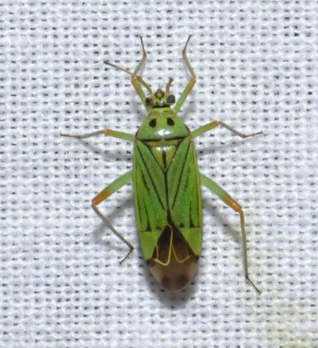 Réf. 206 420 : Mermitelocerus schmidtii