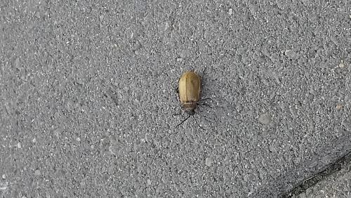 Galerucinae