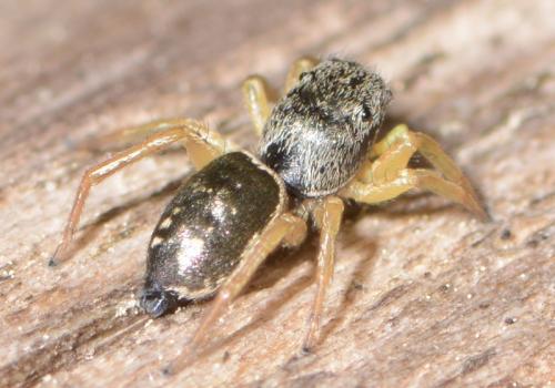 Réf. 206 982 : Heliophanus dubius