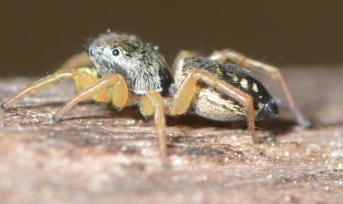 Réf. 206 944 : Heliophanus dubius
