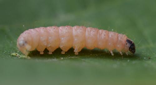 Réf. 206 089 : Anania hortulata