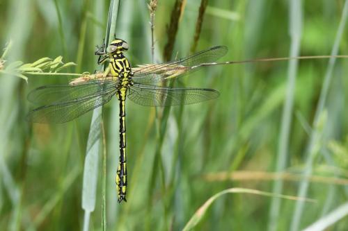 Stylurus flavipes