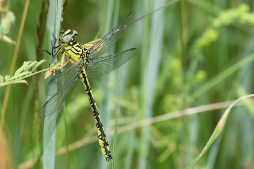 Stylurus flavipes