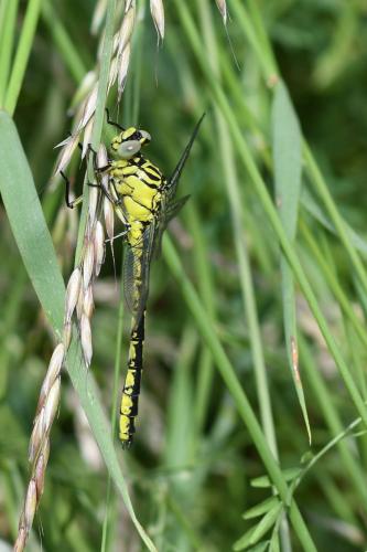 Stylurus flavipes