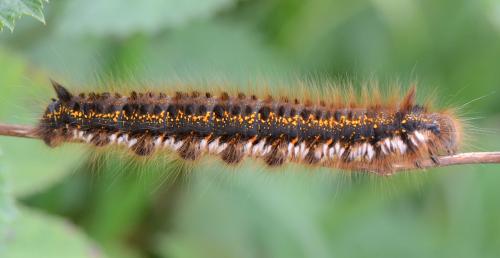 Réf. 206 090 : Euthrix potatoria