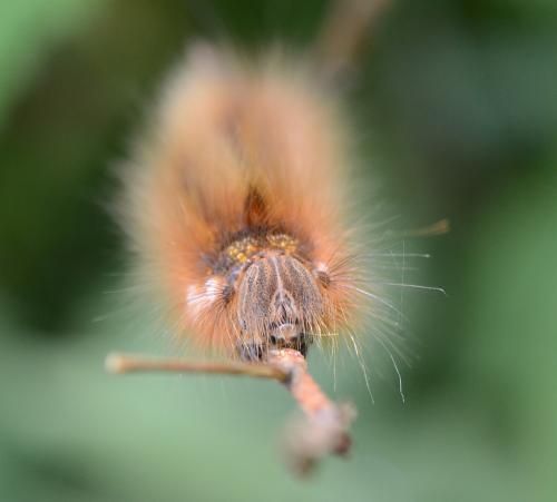 Réf. 206 091 : Euthrix potatoria
