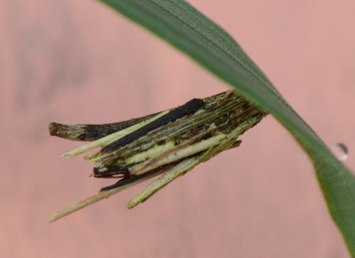 Psyche (casta-crassiorella)