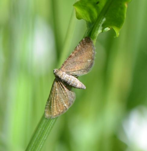 Réf. 206 338 : Eupithecia pygmaeata