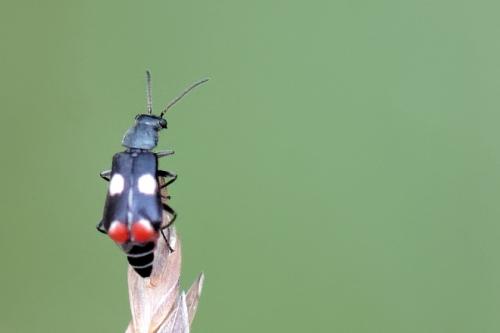 Anthocomus fenestratus