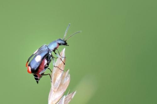 Anthocomus fenestratus