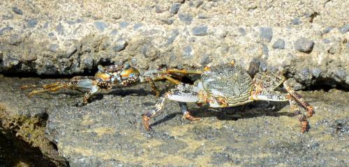 Réf. 206 393 : Grapsus grapsus