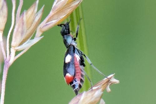 Anthocomus fenestratus
