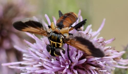 Trichopoda pictipennis