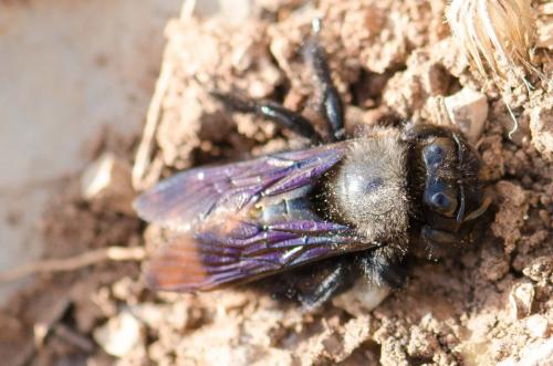 Xylocopa violacea