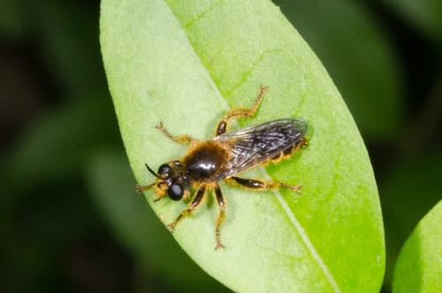 Réf. 206 531 : Choerades fimbriata