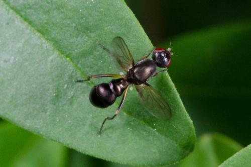 Nemopoda nitidula