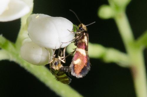 Réf. 206 527 : Micropterix aglaella