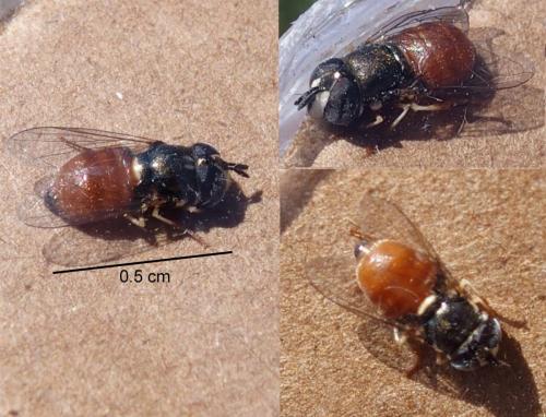 Paragus sp.