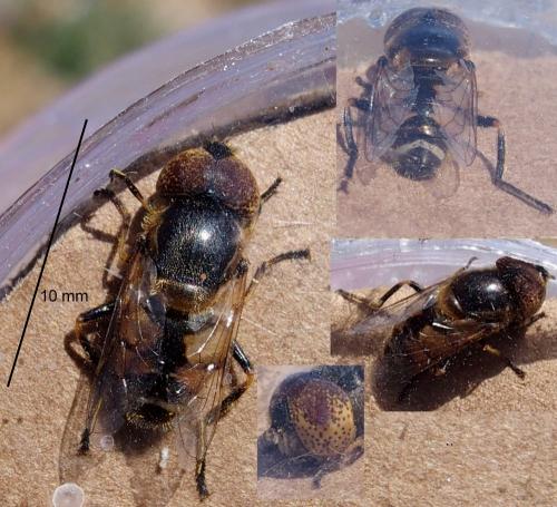 Réf. 206 134 : Eristalinus megacephalus