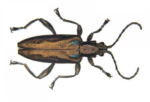 Réf. 206 825 : Donacia marginata