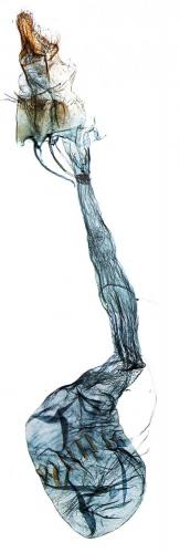 Ephestia unicolorella woodiella