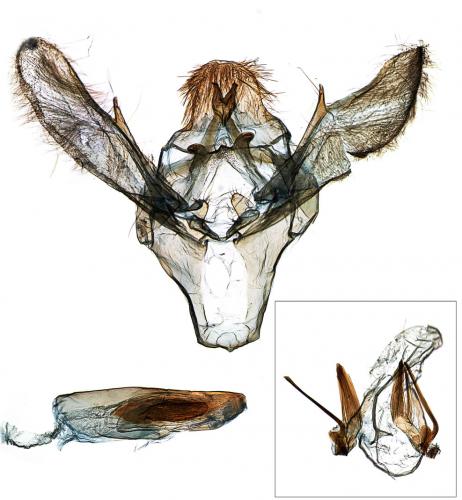 Ephestia unicolorella woodiella