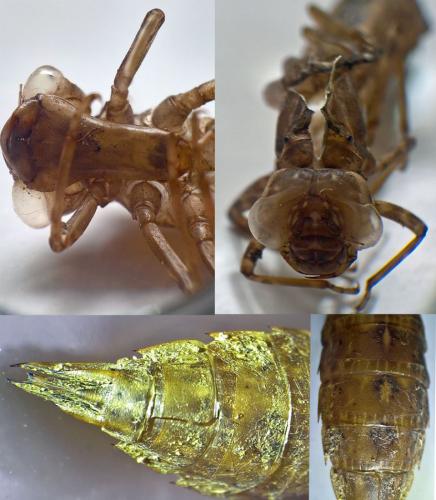 Aeshna cyanea