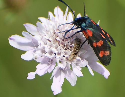 Réf. 206 927 : Zygaena filipendulae