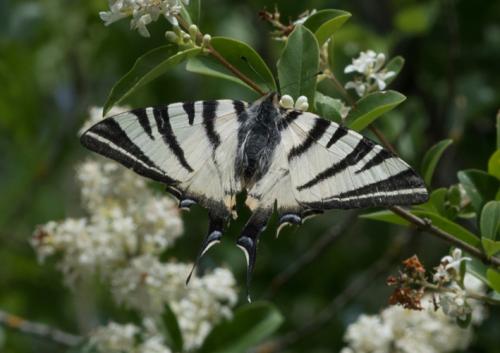 Réf. 206 347 : Iphiclides podalirius